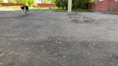 Yetişkin bir siyah beyaz kedi asfalt yolda kamerayla yürüyor. Mutlu kedi yavrusu, anne sütannesinin arka planında yiyecek arıyor. Hayvanları koruma konsepti 4k