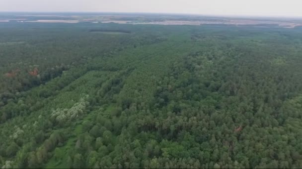 Arial Drone Sparato Vista Volo Uccello Una Lussureggiante Foresta Verde — Video Stock