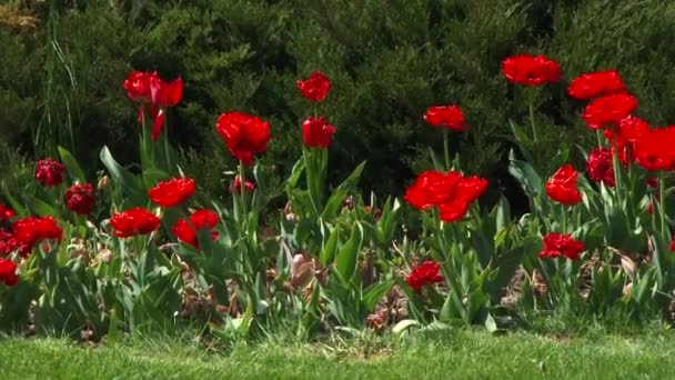 Piros Tulipánok Virágágyása Városi Rekreációs Parkban Tulipánok Kissé Meginognak Szélben — Stock videók