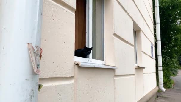 黒い緑の目の猫が窓に横たわっている ふわふわの黒い猫が窓を見ている 白い背景に美しい猫 子猫は目が見えない かわいい猫は頭を横から横に動かす ペットのコンセプト4K — ストック動画