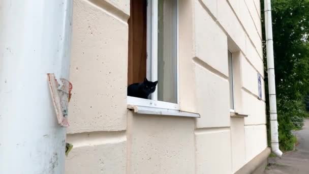 Gato Olhos Verdes Pretos Jaz Janela Gato Preto Fofo Olha — Vídeo de Stock