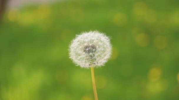 Wind blaast pluizige zaden van een witte paardenbloem weg op een achtergrond van gras. slow motion, kopieer ruimte. Onbekende doet een wens en blaast de broze paardebloem de lucht in 4k — Stockvideo