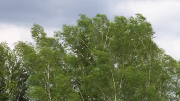 Kroon van een boom zwaait in een sterke wind. De bladeren trillen onder de winden van een orkaan. De stam en takken van de boom met sterke windstoten buigen en vlak onder de storm 4k — Stockvideo