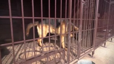 Alman çoban köpeği gergin ve kafesin etrafında yürüyor, havlıyor ve kuyruğunu sallıyor. Köpek evsizler barınağından çıkmak için bekliyor. Kayıp insanları ve enkazın altındaki insanları aramak için hayvanlar.