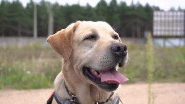 Yaklaştır portreyi Güzel, sağlıklı, tatlı bir Altın Köpek, beyaz labrador retriever dilini uzatır ve yeşil çimlerin üzerindeki kameraya bakar bir yaz akşamı parkta otururken 4k