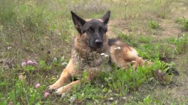 Büyük, sevimli, siyah ve kahverengi hizmet köpeği Alman çobanlığı çimlerin üzerinde uzanıp etrafa bakıyor. Parkta köpek eğitimi. Evcil hayvan hayatı kavramı kayıp ve enkaz altındaki insanları arıyor.