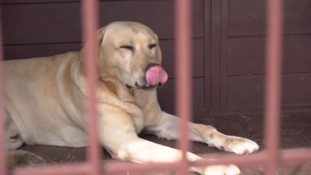 Zamknij Cage Cute Tłuszczu Biały Strażnik Labrador Wiejskim Podwórku Pies — Wideo stockowe