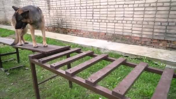 大きな美しいかわいい黒と茶色のサービス犬ドイツの羊飼いは 犬の全国大会で障害物コースを実行します 木造訓練施設 人工フェンスだ 救助犬の訓練 — ストック動画
