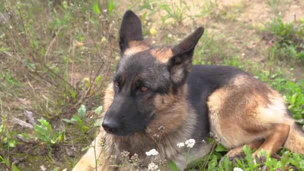 大きくて美しい黒と茶色のサービス犬ドイツの羊飼いは芝生の上にあり、周りを見回しています。公園での犬の訓練。迷子と瓦礫の下の人々のためのペットライフ検索の概念 — ストック動画