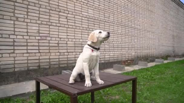 Närbild Labrador Valp Hund Guld Tittar Kameran Mot Tegelvägg Och — Stockvideo