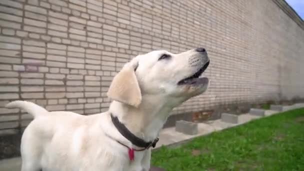 ラブラドールの子犬の黄金を閉じるレンガの壁と緑の芝生に対してカメラで探しています 白い犬の笑顔を取得します 喜びを持つ動物は木製の台座に座っており 樹皮はわずか4Kです — ストック動画