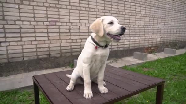 Zavřít Labradorské Štěňátko Zlaté Dívá Před Kamerou Cihlovou Zeď Zelený — Stock video