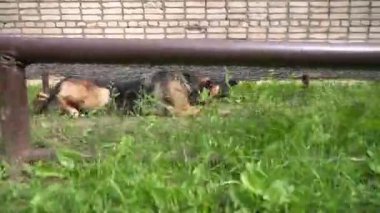 Büyük, sevimli, siyah ve kahverengi hizmet köpeği Alman çobanlığı ulusal köpek yarışması için bir engel koşuyor. Hayvan ilerlemek için karnının üzerinde sürünür. Kurtarma köpeği eğitimi 4K