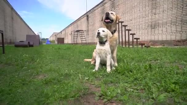 Nahaufnahme Ein Glücklicher Junger Süßer Labrador Welpe Und Seine Mutter — Stockvideo