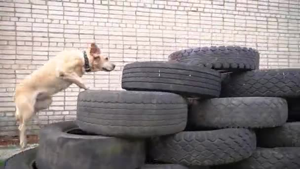 拉布拉多大个子漂亮可爱的胖胖的白卫兵在全国犬类竞赛中开了个障碍课 旧旧橡胶轮胎制造的人造障碍物 救援犬训练 — 图库视频影像