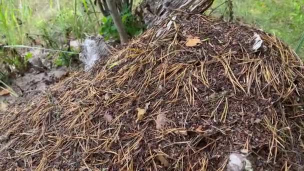 Close Anthill Woods Big Anthill Colony Ants Summer Forest Large — Stock Video