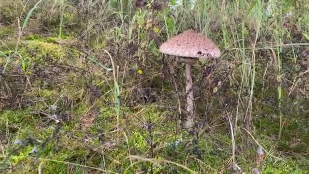 Beautifulclose Side View Steady Shot Houshroom Growing Green Grassy Area — Stock video