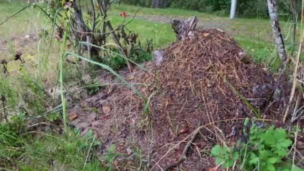 Anthill Het Bos Grote Mierenhoop Met Mierenkolonie Het Zomerwoud Grote — Stockvideo