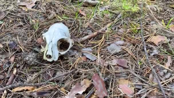 Caveira Animal Terreno Floresta Verde Efeitos Aquecimento Global Das Alterações — Vídeo de Stock