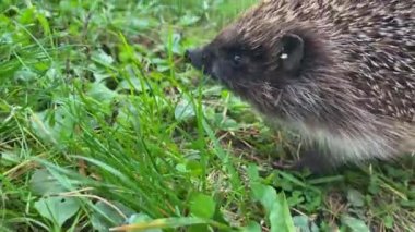 Sıcak bir günde yeşil çimenler boyunca koşan küçük sevimli gri kirpi burnunu hareket ettiren yiyecek aramak için havayı kokluyor. Böcek larvası yiyor. Burun morluğu ve dişler görünür 4k.