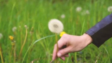 Bahar mevsiminde bir çayırdan yabani çiçekleri toplayan ellerin görüntüsü. Karahindiba ve papatya çiçeklerini tarladan alan kadın sabah güneşinin tadını çıkarıyor. Polen alerjisi doğası. Yavaş çekim 4k