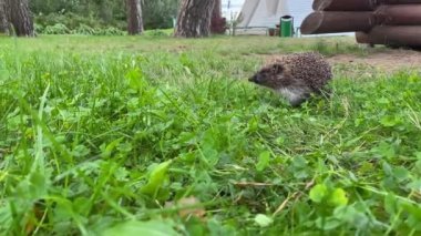 Sıcak bir günde yeşil çimenler boyunca koşan, yiyecek aramak için havayı koklayan, burnunu hareket ettiren sevimli, küçük gri kirpi. İzleme çekimi 4k yavaş çekim 50 fps