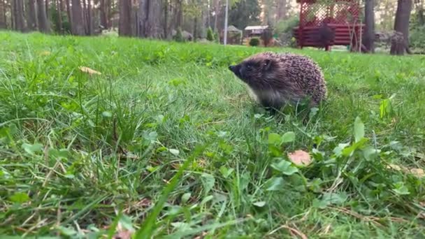 温暖的天气里 一只可爱的灰色野生小刺猬在绿草上奔跑 嗅嗅着空气 嗅着鼻子在寻找食物 Erinaceus Europaeus European Hedgehog Common Hedgehog — 图库视频影像