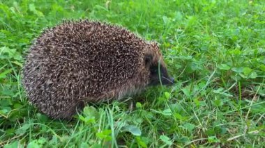 Sıcak bir günde yeşil çimenler boyunca koşan küçük sevimli gri kirpi burnunu hareket ettiren yiyecek aramak için havayı kokluyor. Erinaceus europaeus, Avrupa kirpisi veya yaygın kirpi 4k
