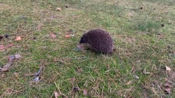 Närbild Liten Söt Grå Vild Igelkott Löper Längs Det Gröna — Stockvideo