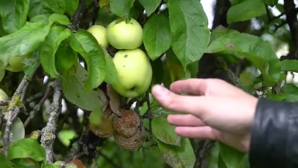 Uzavřete Farmářovu Ruku Vytáhněte Zralé Jablko Jabloně Položte Dřevěné Krabice — Stock video