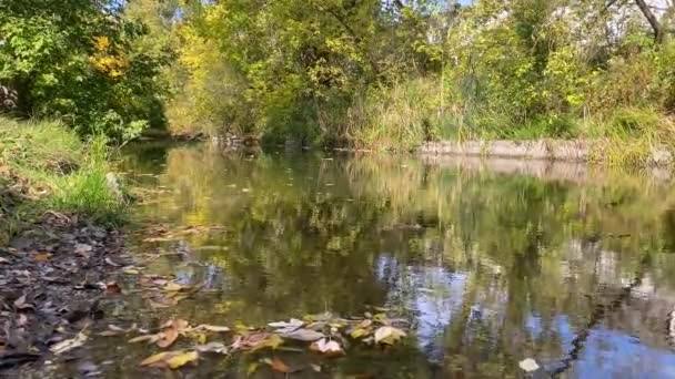 秋天的场景落叶在河里 天空和树木反映在水中 秋天溪流中的瀑布 闭合在一起 水从4K河中的石头周围流过 — 图库视频影像