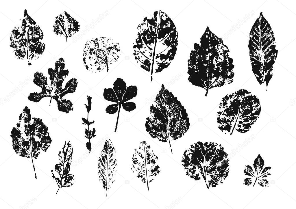 Leaves stamp set, different shape, isolated black on the white background, vector. 