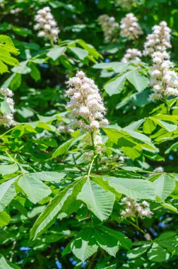 Çiçek kestane ağacının.