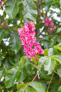 Çiçek açması pembe kestane çiçekler.