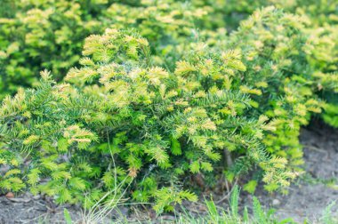 Güzel porsuk (bitki) baccata Repandens.
