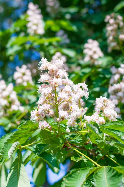 Bonitas Flores Castañas Blancas —  Fotos de Stock