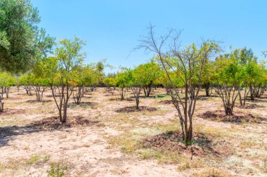 Ağaçlar Agdal Ba Hmad Park.