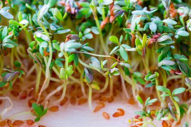 Taze yeşil Lepidium sativum L.