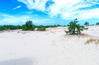 Dunes Slowinski Milli Parkı'nda Polonya.