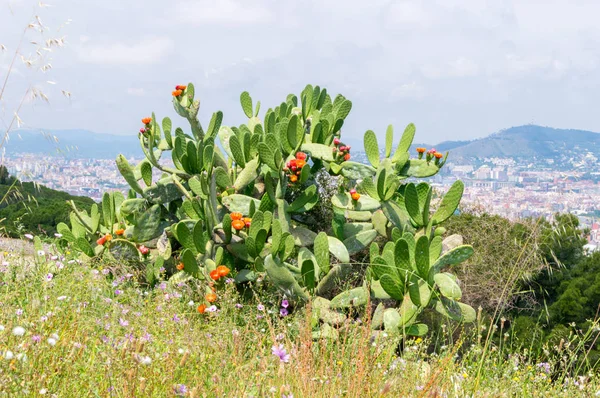 スペイン バルセロナのモンジュイックの丘でサボテン — ストック写真