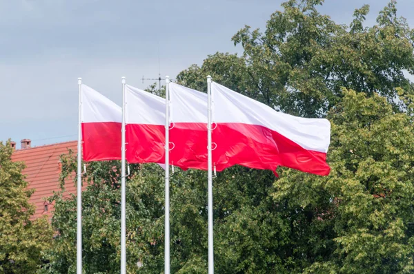 Lengyel Nemzeti Zászlók Integetett Szél — Stock Fotó