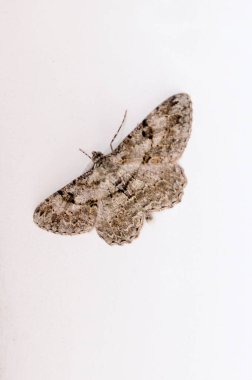 Güve kelebek beyaz duvar.