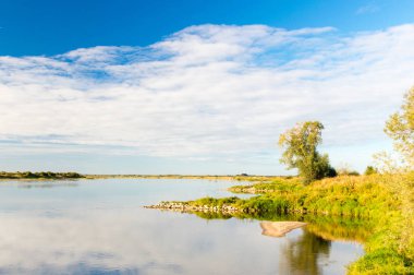 Vistula Nehri yakınındaki Steblewo Polonya sonbahar zamanında.