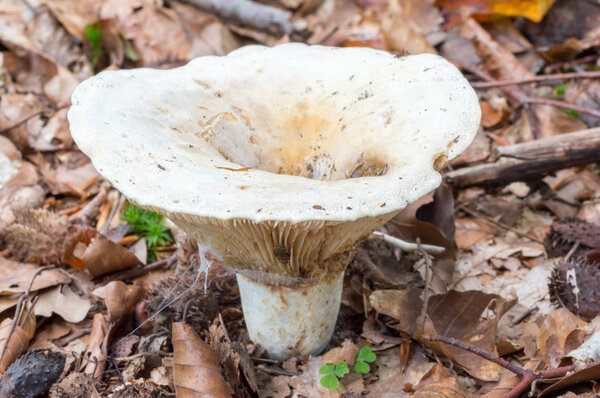 Lactifluus vellereus (formerly Lactarius vellereus) fungus in the forest.