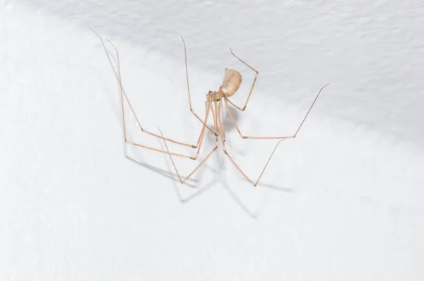 Pholcus Phalangioides También Conocida Como Araña Sótano Cuerpo Largo Pared — Foto de Stock