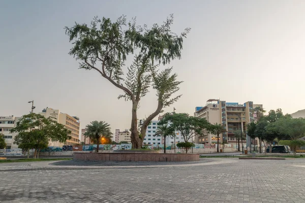 Aqaba Jordanië Februari 2019 Tree Grote Arabische Opstand Cirkel Ochtend — Stockfoto