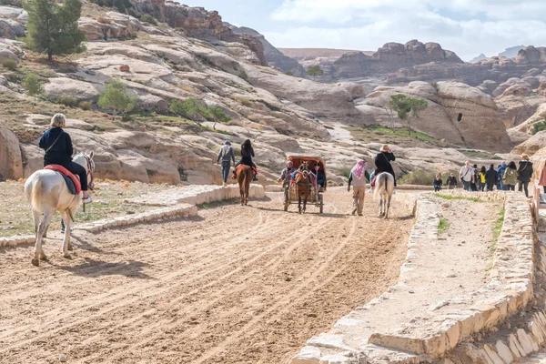 Petra Jordanien Februari 2019 Hästar Dammig Väg Till Rose Staden — Stockfoto