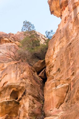 Kayalar ile tarihi ve arkeolojik Petra şehir cal ağaçlarda