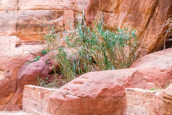 Yeşil bitki antik kentin, Petra, Ürdün.