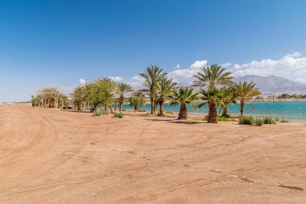 Palms at New Marina lake in Eilat, Israel. — Stock Photo, Image